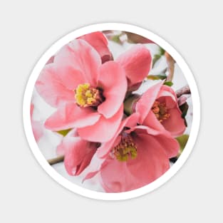 Flowering-Quince Blossom Photograph Magnet